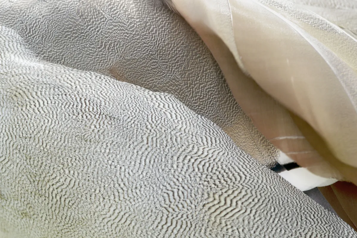 Le Bain Renaissance avec K Nina Photographie : Un Rituel Unique pour Votre Nouveau-Né